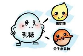 乳糖酶是什么？缺乏乳糖酶有四大危害！